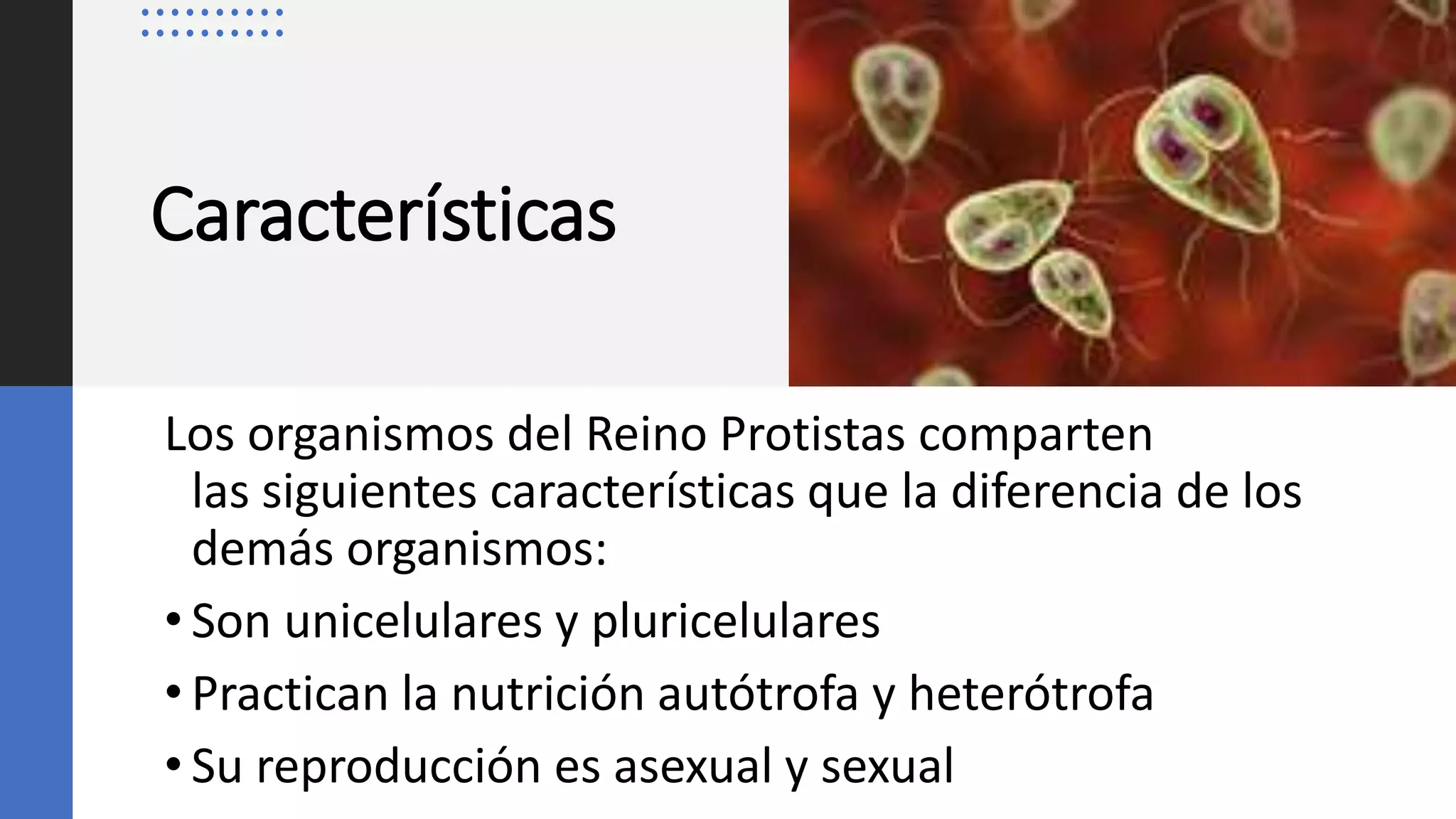 Reino Protista | PPTX