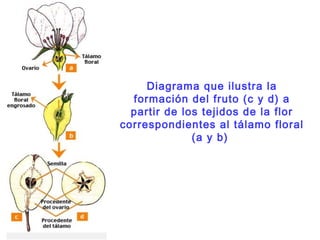 Los frutos de las Angiosperma,
constituyen estructuras que,
mediante diferentes estrategias,
posibilitan la dispersión de ...