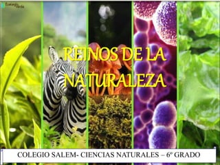 UNIDAD
3
La vida en la Tierra
Ciencias de la Naturaleza 1.º ESO
LOS CINCO REINOS
COLEGIO SALEM- CIENCIAS NATURALES – 6º GRADO
REINOS DE LA
NATURALEZA
 