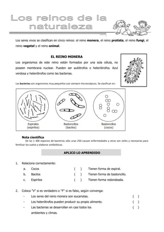 Los seres vivos se clasifican en cinco reinos: el reino monera, el reino protista, el reino fungi, el
reino vegetal y el reino animal.
EL REINO MONERA
Los organismos de este reino están formados por una sola célula, no
poseen membrana nuclear. Pueden ser autótrofos o heterótrofos. Azul
verdosa y heterótrofos como las bacterias.
Las bacterias son organismos muy pequeños casi siempre microscópicos. Se clasifican en:
Espirales
(espirilos)
Bastoncillos
(bacilos)
Bastoncillos
(cocos)
Nota científica
De las 1 300 especies de bacterias sólo unas 250 causan enfermedades y otras son útiles y necesarias para
fertilizar los suelos y elaborar antibióticos.
APLICO LO APRENDIDO
1. Relaciona correctamente:
a. Cocos ( ) Tienen forma de espiral.
b. Bacilos ( ) Tienen forma de bastoncillo.
c. Espirilos ( ) Tienen forma redondeada.
2. Coloca "V" si es verdadero o "F" si es falso, según convenga:
- Los seres del reino monera son eucariotas. ( )
- Los heterótrofos pueden producir su propio alimento. ( )
- Las bacterias se desarrollan en casi todos los ( )
ambientes y climas.
 