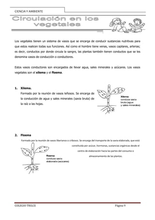 CIENCIA Y AMBIENTE
COLEGIO TRILCE Página 9
Los vegetales tienen un sistema de vasos que se encarga de conducir sustancias ...