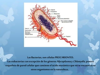 Las Bacterias, soncélulas PROCARIONTES.
Las eubacterias conexcepción de los génerosMycoplasma yChlamydia, poseen
esqueleto de pared celular que contieneel ácido murámicoque nose encuentraen
otros organismos enla naturaleza..
 