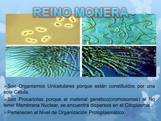 Son Organismos Unicelulares porque están constituidos por una
sola Célula.
Son Procariotas porque el material genético(cromosomas) al No
tener Membrana Nuclear, se encuentra dispersos en el Citoplasma.
Pertenecen al Nivel de Organización Protoplasmático.
 