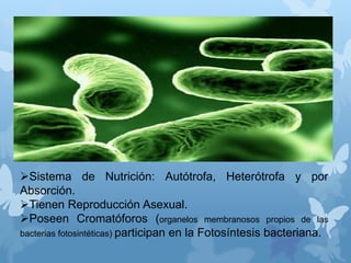 Sistema de Nutrición: Autótrofa, Heterótrofa y por
Absorción.
Tienen Reproducción Asexual.
Poseen Cromatóforos (organelos membranosos propios de las
bacterias fotosintéticas) participan en la Fotosíntesis bacteriana.
 
