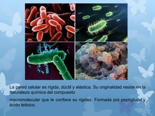 La pared celular es rígida, dúctil y elástica. Su originalidad reside en la
naturaleza química del compuesto
macromolecular que le confiere su rigidez. Formada por peptiglucal y
ácido teitoico.
 