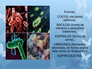 Formas:
COCOS (de forma
esférica),
BACILOS (forma de
cilindros o pequeños
bastones),
ESPIRILOS (forma de
coma),
VIBRIONES (filamentos
retorcidos, en forma espira
lada como un tirabuzón) y
ESPIROQUETAS.
 