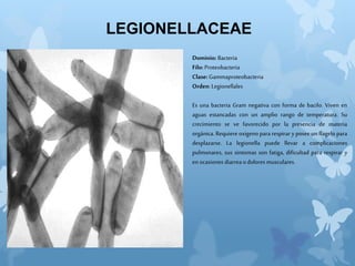 LEGIONELLACEAE
Dominio: Bacteria
Filo: Proteobacteria
Clase: Gammaproteobacteria
Orden: Legionellales
Es una bacteria Gram negativa con forma de bacilo. Viven en
aguas estancadas con un amplio rango de temperatura. Su
crecimiento se ve favorecido por la presencia de materia
orgánica. Requiere oxigeno para respirar y posee un flagelo para
desplazarse. La legionella puede llevar a complicaciones
pulmonares, sus sintomas son fatiga, dificultad para respirar y
en ocasiones diarreaodolores musculares.
 