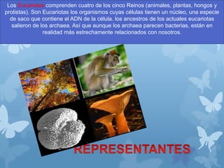 Los Eucariotas comprenden cuatro de los cinco Reinos (animales, plantas, hongos y
protistas). Son Eucariotas los organismos cuyas células tienen un núcleo, una especie
de saco que contiene el ADN de la célula. los ancestros de los actuales eucariotas
salieron de los archaea. Así que aunque los archaea parecen bacterias, están en
realidad más estrechamente relacionados con nosotros.
 