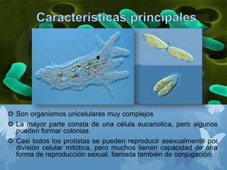  Son organismos unicelulares muy complejos
 La mayor parte consta de una célula eucariotica, pero algunos
pueden formar colonias
 Casi todos los protistas se pueden reproducir asexualmente por
división celular mitótica, pero muchos tienen capacidad de otra
forma de reproducción sexual, llamada también de conjugación.
 