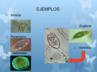 EJEMPLOS:
1. Ameba
2. Euglena
3. Paramecio
4. Vorticela
5. Diatomeas
 