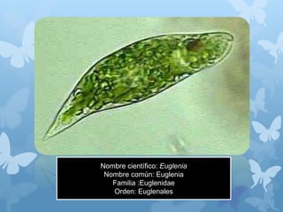 Nombre científico: Euglenia
Nombre común: Euglenia
Familia :Euglenidae
Orden: Euglenales
 
