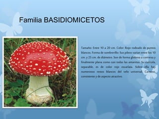 Familia BASIDIOMICETOS
Tamaño: Entre 10 a 20 cm. Color: Rojo rodeado de puntos
blancos. Forma de sombrerillo: Sus pileos varían entre los 10
cm. y 25 cm. de diámetro. Son de forma globosa a convexa y
finalmente plana como casi todas las amanitas. Su cutícula,
separable, es de color rojo escarlata. Sobre ella hay
numerosos restos blancos del velo universal. Carnoso,
consistente ydeaspecto atractivo.
 