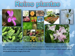 Una planta es un organismo multicelular con células eucarióticas. Difieren de organismos multicelulares de
otros reinos (Animalia y Hongos) en su capacidad para la fotosíntesis, es decir, para construir azúcares a partir
del dióxidode carbono, el agua yla luz solar.
 