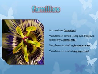 No vasculares (bryophyta)
Vasculares sin semilla (psilophyta, lycophyta,
sphenophyta, pterophyta)
Vasculares con semilla (gimnospermas)
Vasculares con semilla (angiospermas)
 