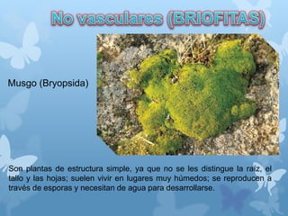Son plantas de estructura simple, ya que no se les distingue la raíz, el
tallo y las hojas; suelen vivir en lugares muy húmedos; se reproducen a
través de esporas y necesitan de agua para desarrollarse.
Musgo (Bryopsida)
 