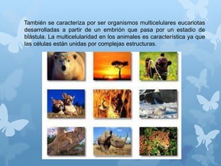 También se caracteriza por ser organismos multicelulares eucariotas
desarrolladas a partir de un embrión que pasa por un estadio de
blástula. La multicelularidad en los animales es característica ya que
las células están unidas por complejas estructuras.
 