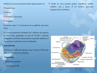 Debido a la ausencia de pared celular rígida pueden ser:
Geométricas
Esférica
Estrelladas (neuronas)
Alargadas
El tamaño varia: 7.5 micrómetros de un glóbulo rojo hasta
50cm
En el reino pertenecen alrededor de 2 millones de especies
de seres vivos, agrupados en más de 30 filos o taxones
(categorías u órdenes); básicamente, se pueden clasificar en
2grupos los vertebrados ylos invertebrados.
Invertebrados
Con mas de 1 millón de especies; estos forman el 95% entre
estos pueden estar los artrópodos
Vertebrados
Poseenunesqueleto
Constituyenel5%
dividir en cinco grandes grupos: mamíferos, reptiles,
anfibios, aves y peces, el ser humano pertenece
al grupo de los mamíferos.
 