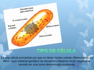 Es una célula procariota por que no tiene núcleo celular diferenciado, es
decir, cuyo material genético se encuentra disperso en el citoplasma,
reunido en una zona denominada nucleoide.
 