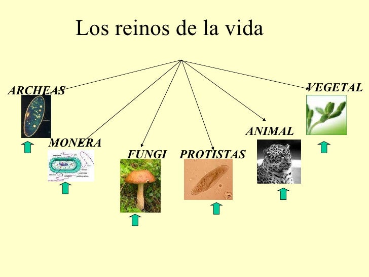 ESCUELA DE BIOLOGIA Y QUIMICA CIENCIAS NATURALES LOS