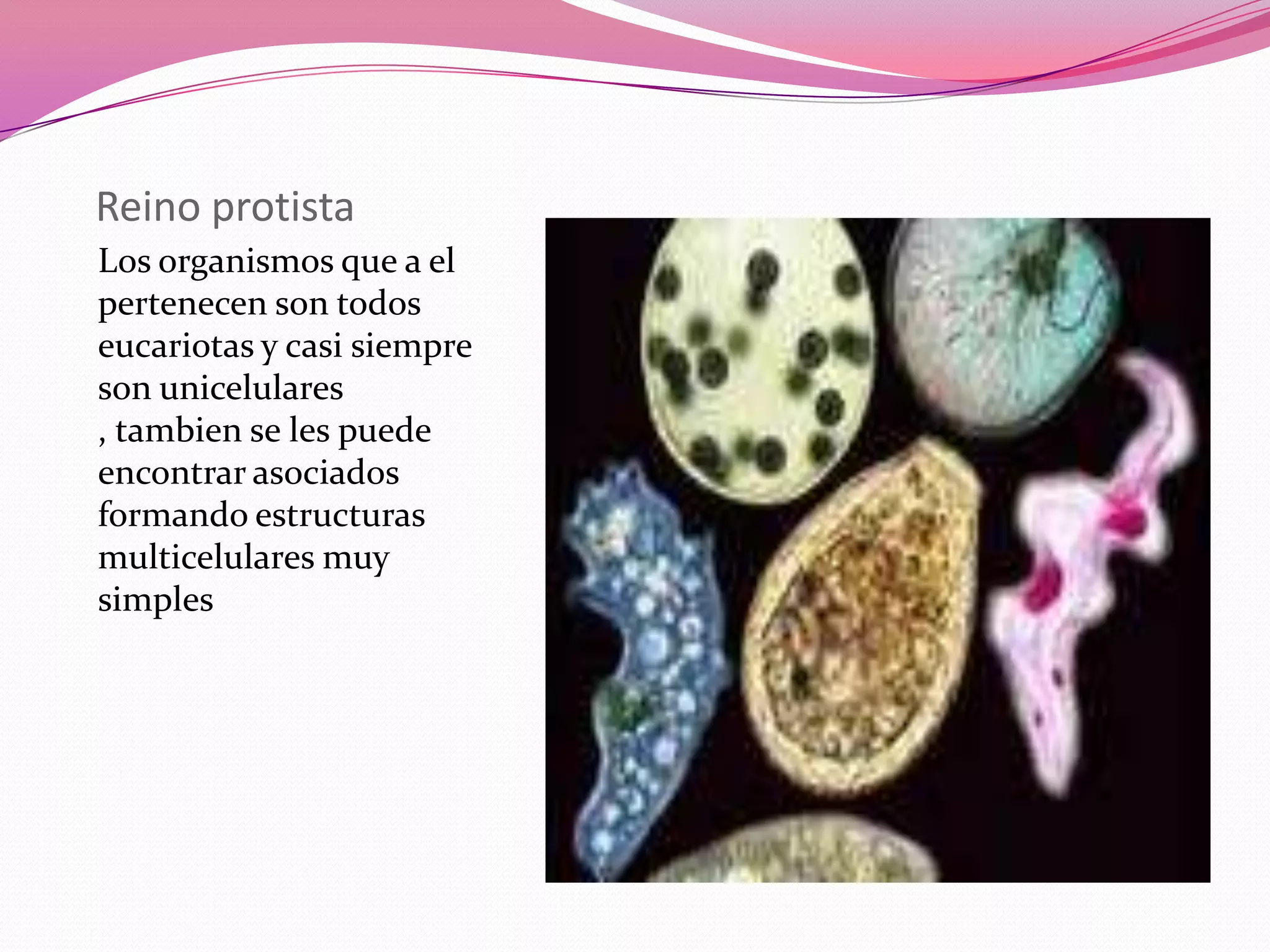 Reinos Monera, Protista, Fungi | PPTX