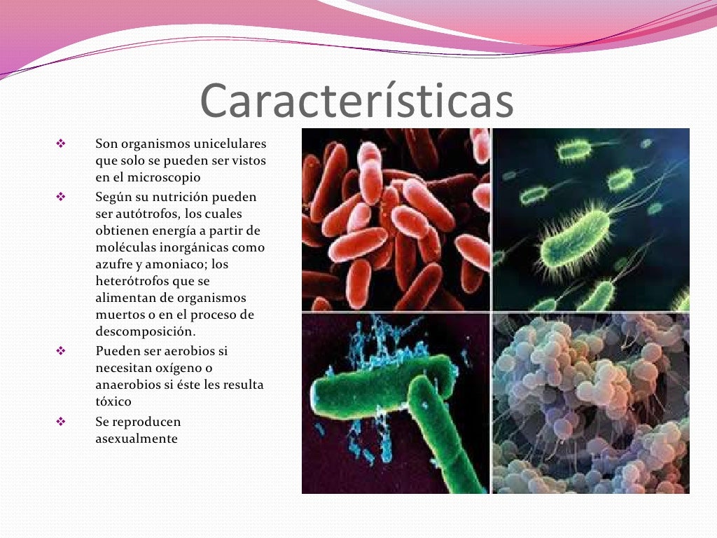 Reinos Monera, Protista, Fungi