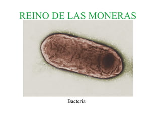 REINO DE LAS MONERAS
Bacteria
 