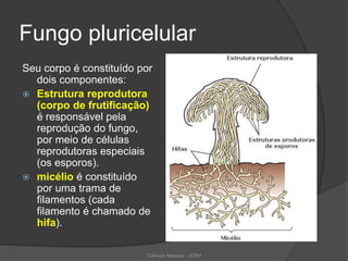 Fungo pluricelular
Seu corpo é constituído por
dois componentes:
 Estrutura reprodutora
(corpo de frutificação)
é responsável pela
reprodução do fungo,
por meio de células
reprodutoras especiais
(os esporos).
 micélio é constituído
por uma trama de
filamentos (cada
filamento é chamado de
hifa).
Ciências Naturais - ICRM
 