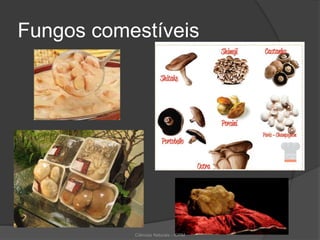 Fungos comestíveis
Ciências Naturais - ICRM
 