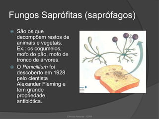 Fungos Saprófitas (saprófagos)
 São os que
decompõem restos de
animais e vegetais.
Ex.: os cogumelos,
mofo do pão, mofo de
tronco de árvores.
 O Penicillium foi
descoberto em 1928
pelo cientista
Alexander Fleming e
tem grande
propriedade
antibiótica.
Ciências Naturais - ICRM
 