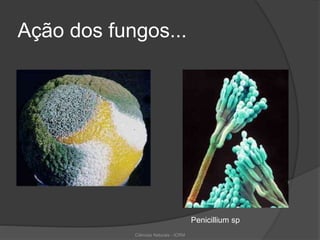 Ação dos fungos...
Penicillium sp
Ciências Naturais - ICRM
 