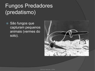 Fungos Predadores
(predatismo)
 São fungos que
capturam pequenos
animais (vermes do
solo).
Ciências Naturais - ICRM
 