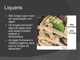 Liquens
 São fungos que vivem
em associação com
algas.
 Os fungos fornecem
água às algas para
que essas possam
realizar a
fotossíntese.
 As algas fornecem a
matéria orgânica para
que os fungos se
alimentem.
Ciências Naturais - ICRM
 