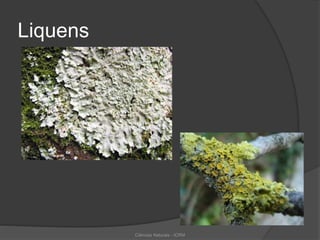 Liquens
Ciências Naturais - ICRM
 