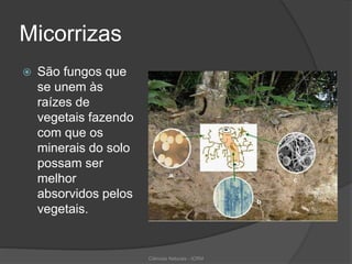 Micorrizas
 São fungos que
se unem às
raízes de
vegetais fazendo
com que os
minerais do solo
possam ser
melhor
absorvidos pelos
vegetais.
Ciências Naturais - ICRM
 