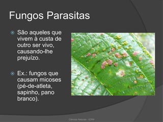 Fungos Parasitas
 São aqueles que
vivem à custa de
outro ser vivo,
causando-lhe
prejuízo.
 Ex.: fungos que
causam micoses
(pé-de-atleta,
sapinho, pano
branco).
Ciências Naturais - ICRM
 