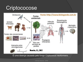 Criptococose
É uma doença causada pelo fungo Criptococus neoformans.
Ciências Naturais - ICRM
 
