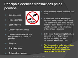 Principais doenças transmitidas pelos
pombos
 Criptococose
 Histoplasmose
 Salmonelose
 Ornitose ou Psitacose
 Dermatites causadas por
ectoparasitas – piolho do
pombo
 Alergias
 Toxoplasmose
 Tuberculose avícola
 Evitar o contato com os pombos e suas
fezes.
 A forma mais comum de infecções
causadas pelos pombos, é feita pelas
vias respiratórias, através da inalação
das fezes secas depositadas nos mais
variados lugares, como em carros,
chãos, janelas e calçadas.
 Outro modo de contaminação bastante
comum é através do piolho dos
pombos que podem cair sobre
as pessoas quando eles voam.
 Não é necessário matar os pombos.
Basta deixar de “alimentar” os
pombos. As fêmeas só colocam
ovos se tiverem alimento.
Ciências Naturais - ICRM
 