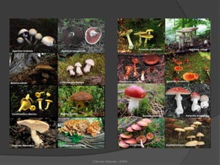 Ciências Naturais - ICRM
 