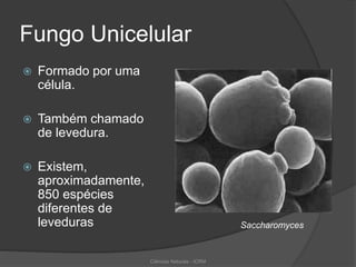 Fungo Unicelular
 Formado por uma
célula.
 Também chamado
de levedura.
 Existem,
aproximadamente,
850 espécies
diferentes de
leveduras Saccharomyces
Ciências Naturais - ICRM
 