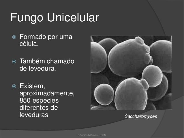 Reinos dos fungos prof Ivanise Meyer