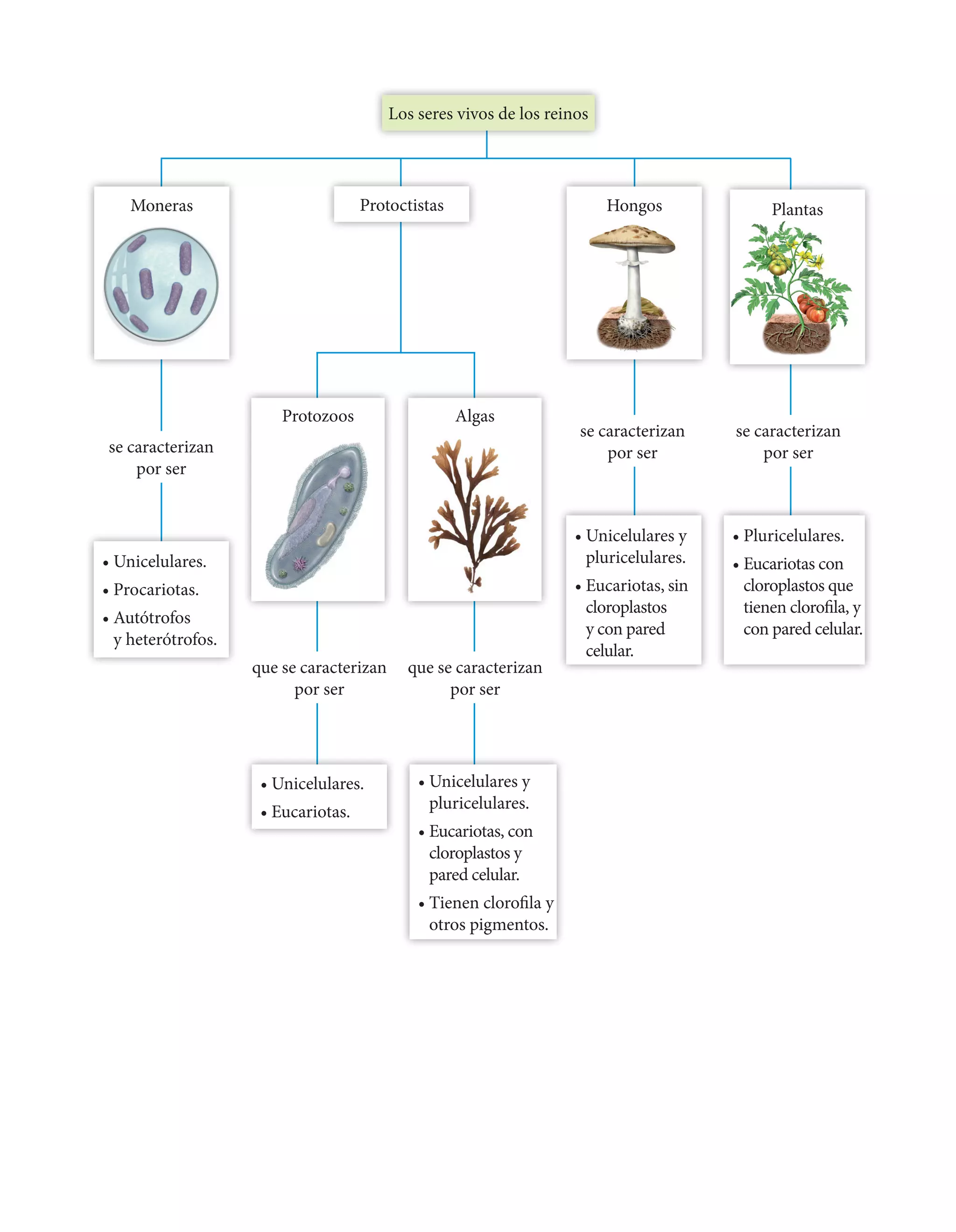 Reinos esquema | PDF