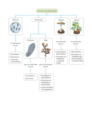 Plantas
Los seres vivos de los reinos
Protoctistas Hongos
Protozoos Algas
• Unicelulares.
• Procariotas.
• Autótrofos
y heterótrofos.
• Unicelulares y
pluricelulares.
• Eucariotas, con
cloroplastos y
pared celular.
• Tienen clorofila y
otros pigmentos.
• Unicelulares.
• Eucariotas.
• Pluricelulares.
• Eucariotas con
cloroplastos que
tienen clorofila, y
con pared celular.
• Unicelulares y
pluricelulares.
• Eucariotas, sin
cloroplastos
y con pared
celular.
se caracterizan
por ser
que se caracterizan
por ser
se caracterizan
por ser
que se caracterizan
por ser
se caracterizan
por ser
Moneras
 