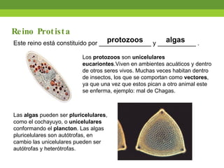 Este reino está constituido por _______________ y ___________ .  Reino Protista protozoos Los  protozoos  son  unicelulares eucariontes .Viven en ambientes acuáticos y dentro de otros seres vivos. Muchas veces habitan dentro de insectos, los que se comportan como  vectores , ya que una vez que estos pican a otro animal este se enferma, ejemplo: mal de Chagas. Las  algas  pueden ser  pluricelulares , como el cochayuyo, o  unicelulares  conformando el  plancton . Las algas pluricelulares son autótrofas, en cambio las unicelulares pueden ser autótrofas y heterótrofas. algas 