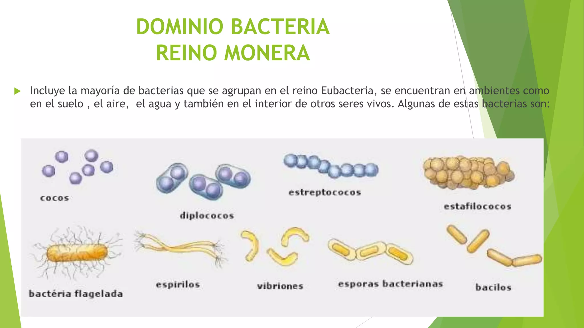 Reinos monera,protooz, hongo | PPTX