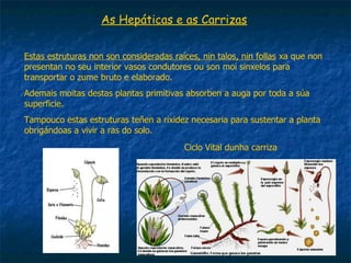 As áپs e as Carrizas


Estas estruturas non son consideradas raíces, nin talos, nin follas xa que non
presentan no seu interior vasos condutores ou son moi sinxelos para
transportar o zume bruto e elaborado.
Ademais moitas destas plantas primitivas absorben a auga por toda a súa
superficie.
Tampouco estas estruturas teñen a rixidez necesaria para sustentar a planta
obrigándoas a vivir a ras do solo.
                                         Ciclo Vital dunha carriza
 