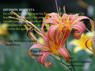 DIVISIÓN
MAGNOLIOFITA                Clase Magnoliopsida
Las angiospermas son las    (Dicotiledóneas)
representantes de es...