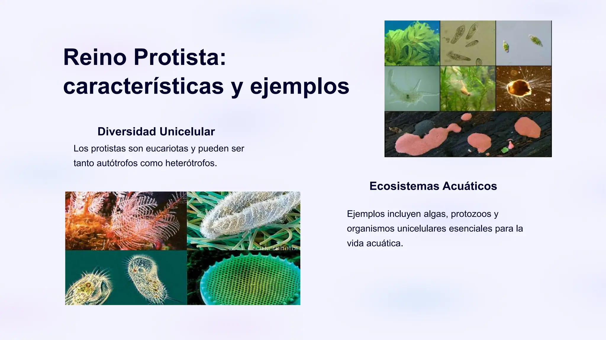 Reinos Y Clasificación Diapositivas.pptx