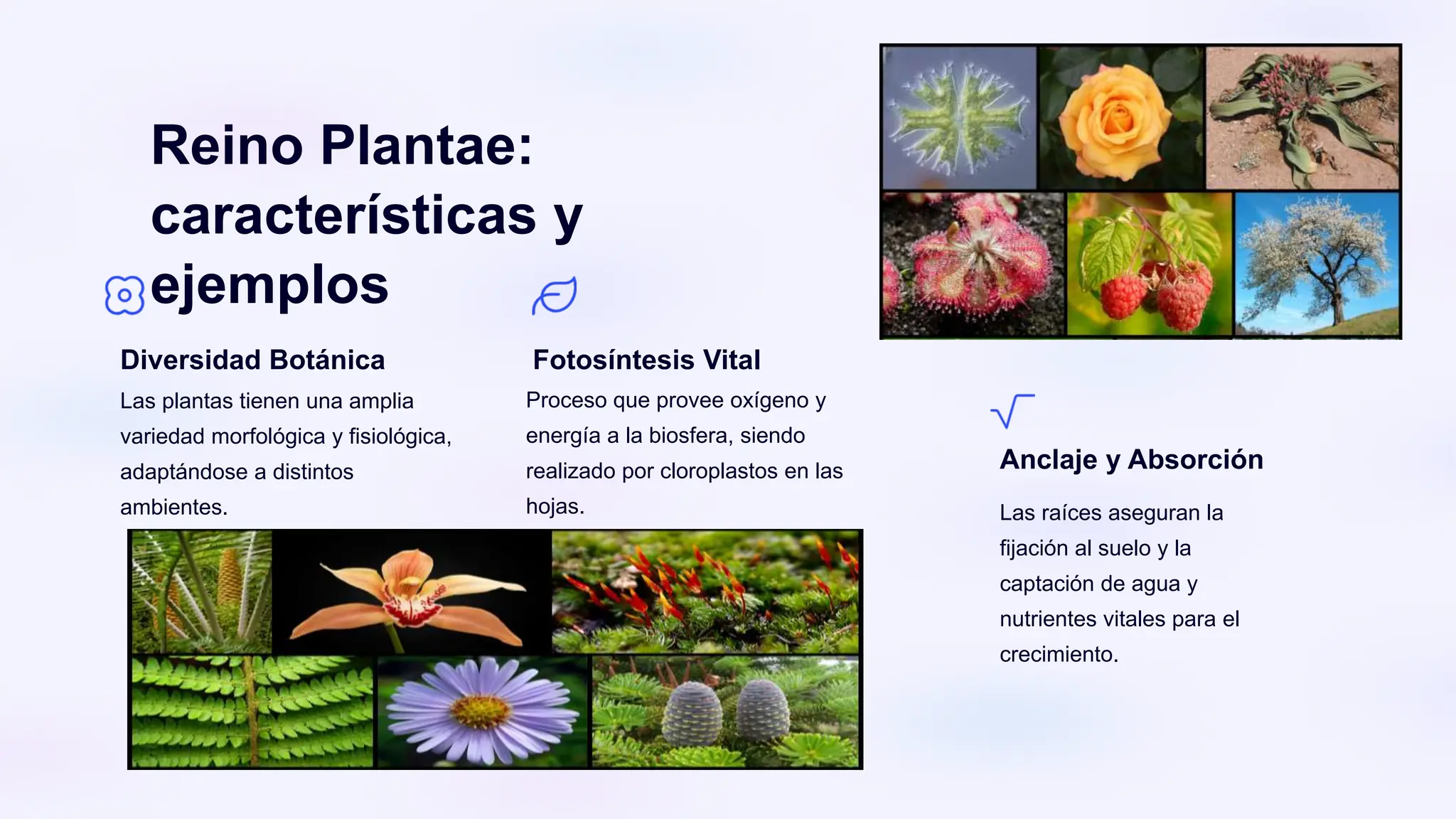 Reinos Y Clasificación Diapositivas.pptx