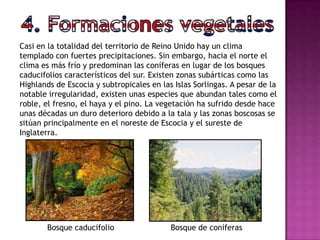 Casi en la totalidad del territorio de Reino Unido hay un clima
templado con fuertes precipitaciones. Sin embargo, hacia el norte el
clima es más frío y predominan las coníferas en lugar de los bosques
caducifolios característicos del sur. Existen zonas subárticas como las
Highlands de Escocia y subtropicales en las Islas Sorlingas. A pesar de la
notable irregularidad, existen unas especies que abundan tales como el
roble, el fresno, el haya y el pino. La vegetación ha sufrido desde hace
unas décadas un duro deterioro debido a la tala y las zonas boscosas se
sitúan principalmente en el noreste de Escocia y el sureste de
Inglaterra.
Bosque caducifolio Bosque de coníferas
 