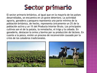 El sector primario británico, al igual que en la mayoría de los países
desarrollados, se encuentra en un grave deterioro. La actividad
agraria, ganadera y pesquera representa una parte mínima de la
población británica, de hecho, representa únicamente un 2% de la
población activa y un 1% del Producto Interior Bruto. Los principales
cultivos son el de la patata, la remolacha, el trigo y la cebada. En
ganadería, destacan la ovina y bovina por su producción de lácteos. En
cuanto a la pesca, existe un proceso de reconversión causado por la
crisis de los caladeros tradicionales.
 
